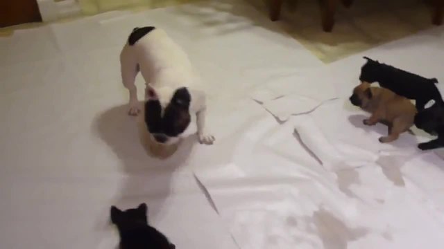 Френски булдог играе със своите кученца ..