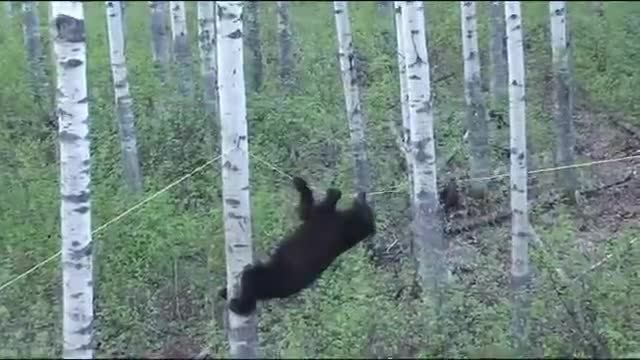 Това е невероятно . На какво е способна черна мечка за да достигне храна .