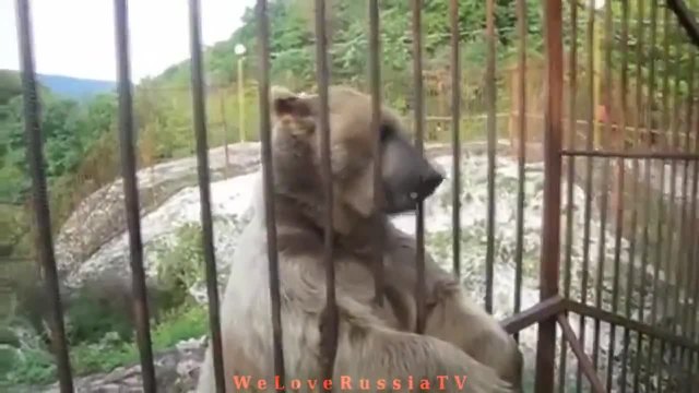 Руснаци се срещат с мечки - Компилация