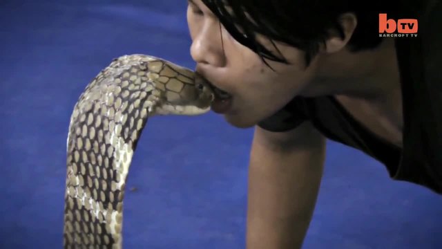 Мъж целува кралска кобра