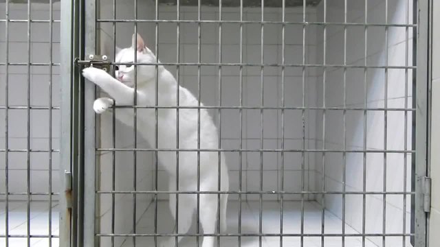 Коте е изпечен беглец , безпроблемно напуска килията си , смях
