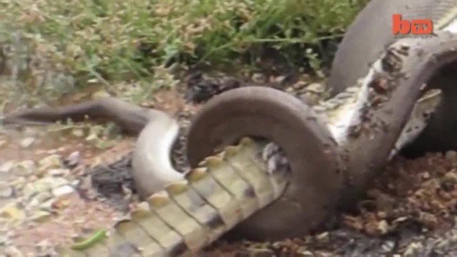Змия поглъща крокодил след пет часова битка