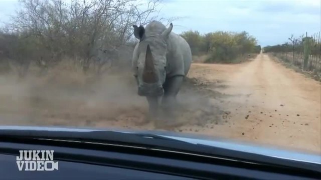 Носорог атакува кола - Национален парк Крюгер