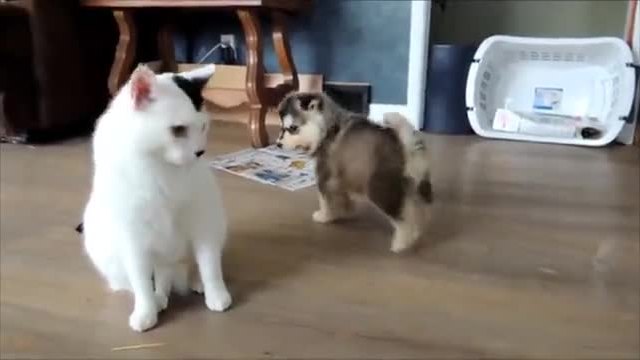 Малки кученца си играят с търпението на една котка , смях