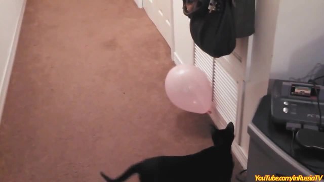 Смях ... Котки пукат балони ... Компилация!
