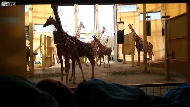 Умиращ от рак работник в зоологическа градина получава целувка за сбогом от жираф