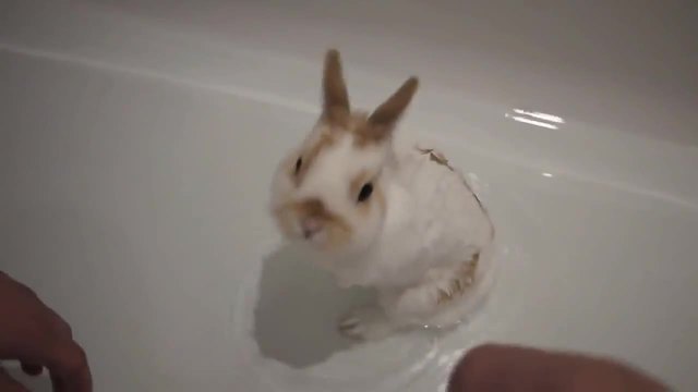 Малко сладко зайче в банята