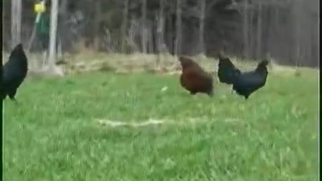 Черен Петел води Кокошките на разходка из поляната