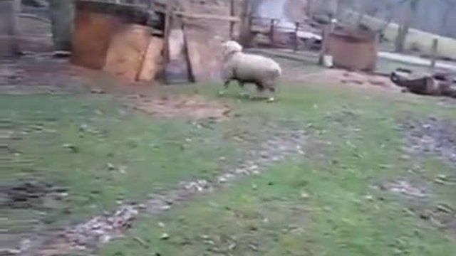 Смях ... Най щурата овца !!!