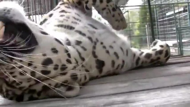 Леопард ,който обича да го галят и масажират