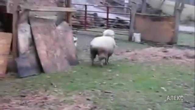 Овца се мисли за куче