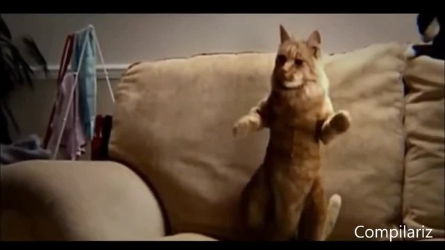 Танцуващи Котки - Компилация