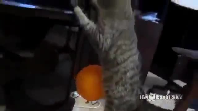 Котето не може да се отърве от нахалният балон