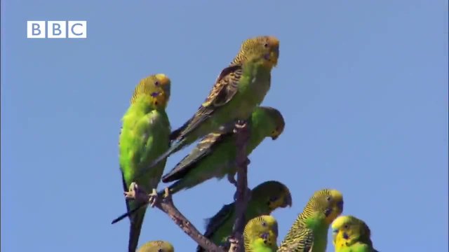 Ято папагали летят около Улуру - Страхотна гледка