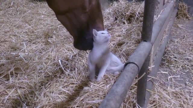 Любовта между коте и кон!