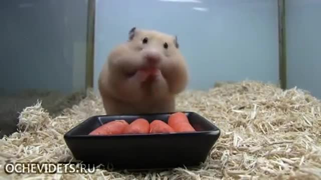 Хамстер обича да яде моркови