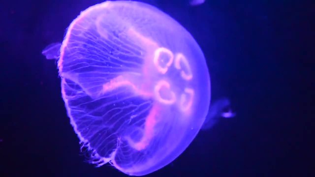 Ушата медуза (Aurelia aurita) Ни Честити денят на Земята - Earth Day 22.04.2014 Google