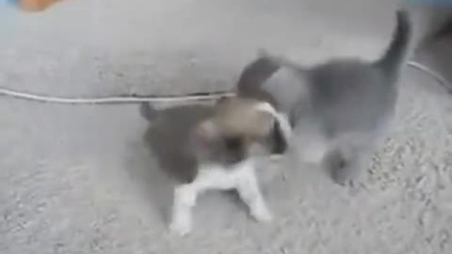 Сладури ! Котенце и кученце се боричкат