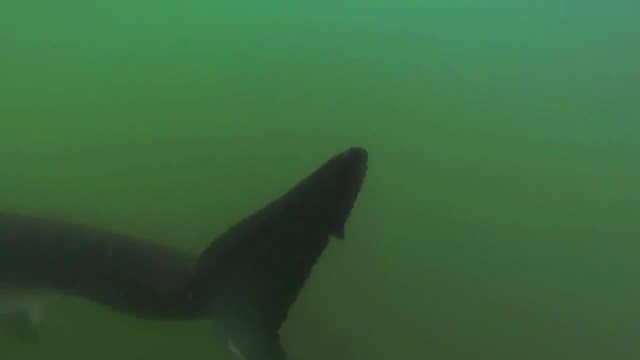 Голяма бяла акула напада надуваема лодка
