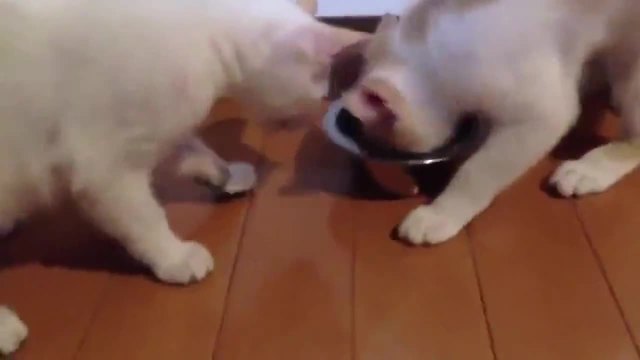 Учтиви котки си подават храната