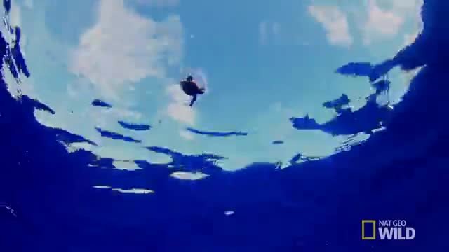 Подводен Свят - Пътят на водната костенурка