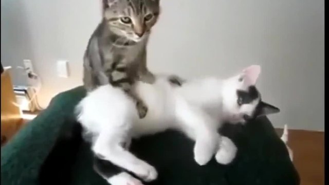 Котенце прави масаж професионално