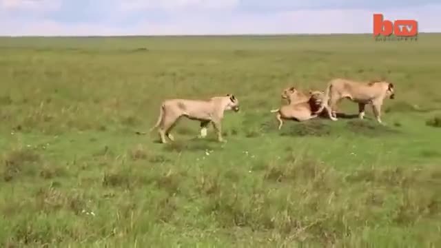 Хора помагат на ранена лъвица от бизон