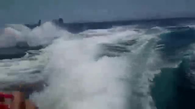 Косатки преследват бързо движеща се яхта