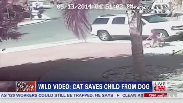 Котка-герой спаси дете за да не бъде изядено от куче-Видео