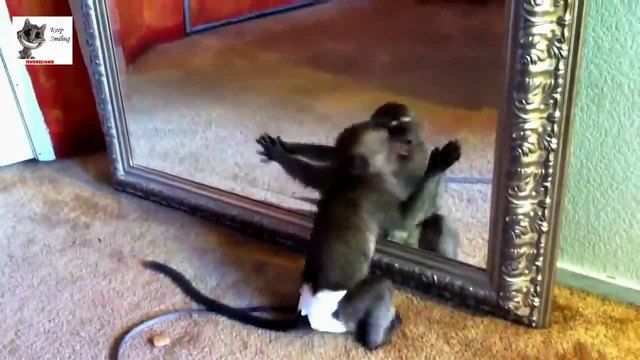 9 Минути Смешни Случки с Маймуни ( Забавна Компилация )