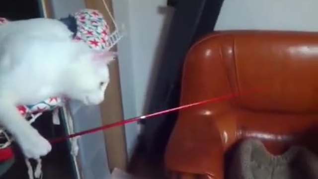 Две котета си играят с въдица