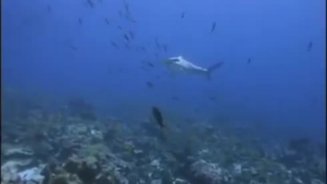 Делфини помагат на водолаз и го пазят от акулите