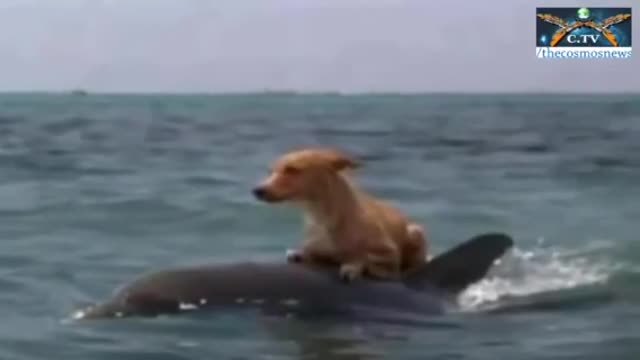 Делфини спасяват куче в океана