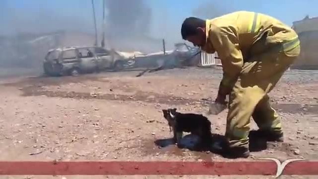 Мексикански пожарникар охлажда коте с бутилка вода спасено от огнен ад!