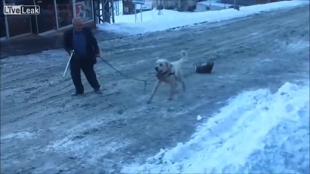 Куче Кангал напада човек