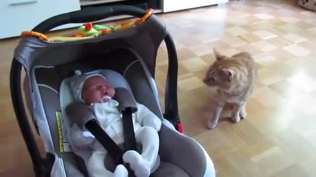 Реакцията на котка, която вижда бебе за първи път
