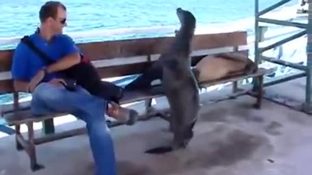 Нахален морски лъв ляга на пейката принуди човека да стане , смях