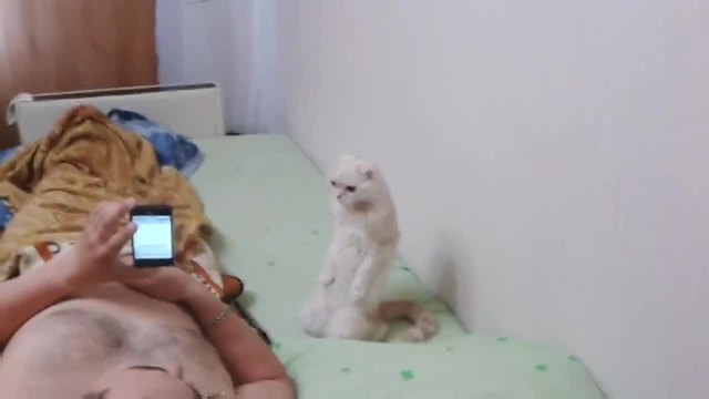 Котка слуша химна на Русия