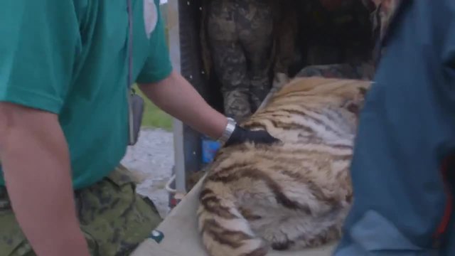 Пускане на сибирски тигри на свобода