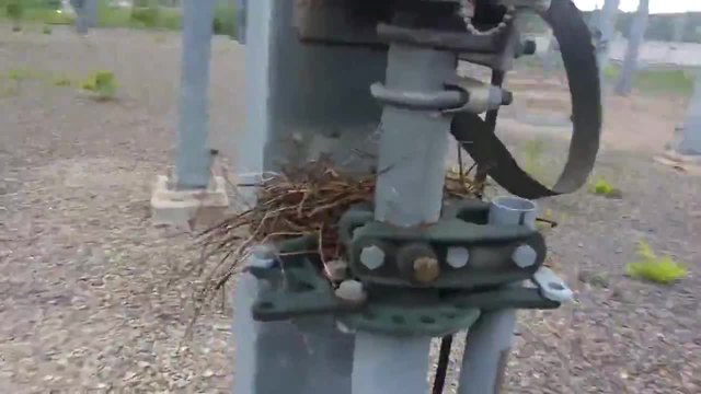 Техник открива гнездо с живи пиленца направено до проводник с напрежение 115000 волта!