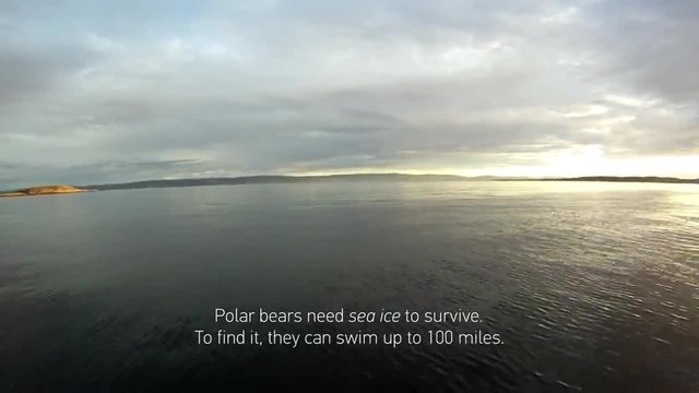 Трогателно! .. Полярни мечки плуват към Ледения океан, за да открият че климата е променил всичко