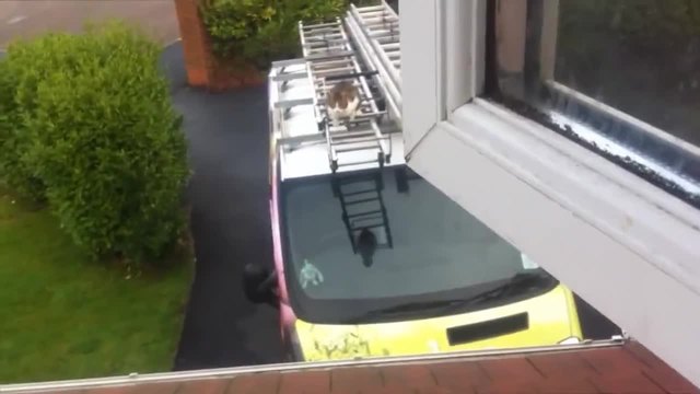 Коте прави блестящ скок като нинджа върху покрив за да отиде при стопанина си !