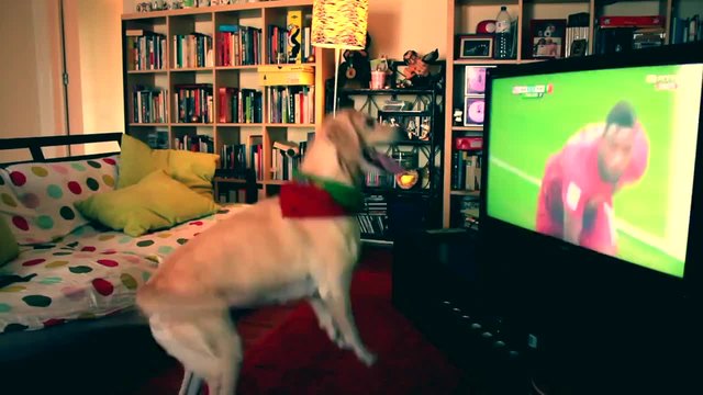 Куче гледа световното по футбол и се радва на гол.