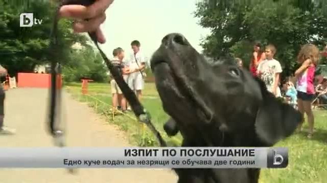 12 кучета-водачи се явиха на състезание по послушание в София