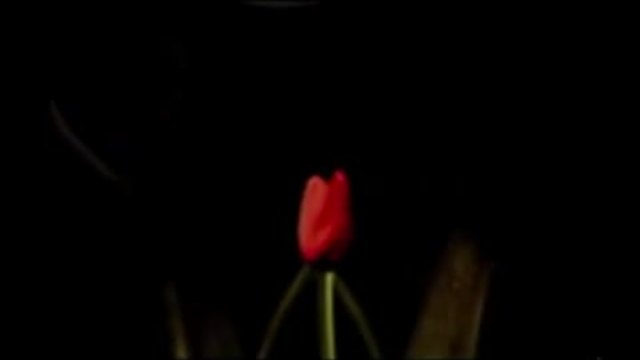 Сезони на любовта - еп.300 (4сезон - Lale Devri - Сезонът на лалето)