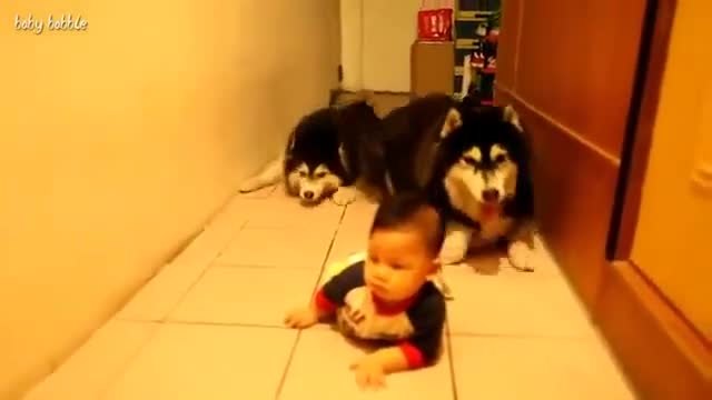 Малко бебе учи кучета да лазят!