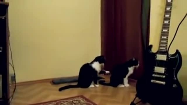Коте се извинява на приятелчето си.
