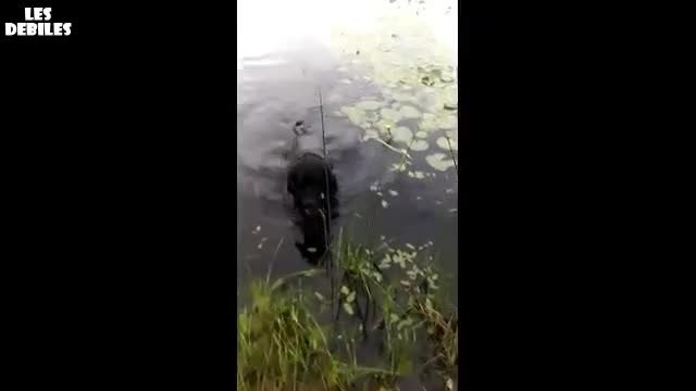 Куче спасява малка птичка от удавяне !