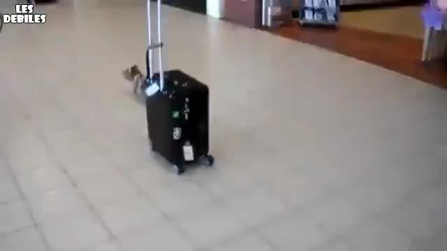 Малко сладко куче мъкни куфар на стопанката си!