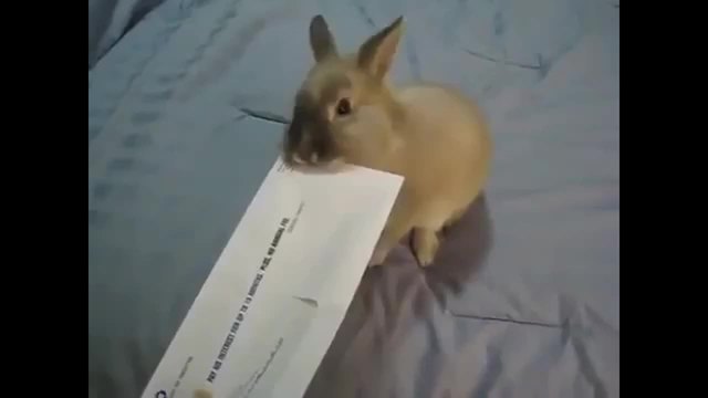 Зайче отваря писмо перфектно, без да увреди съдържанието му.
